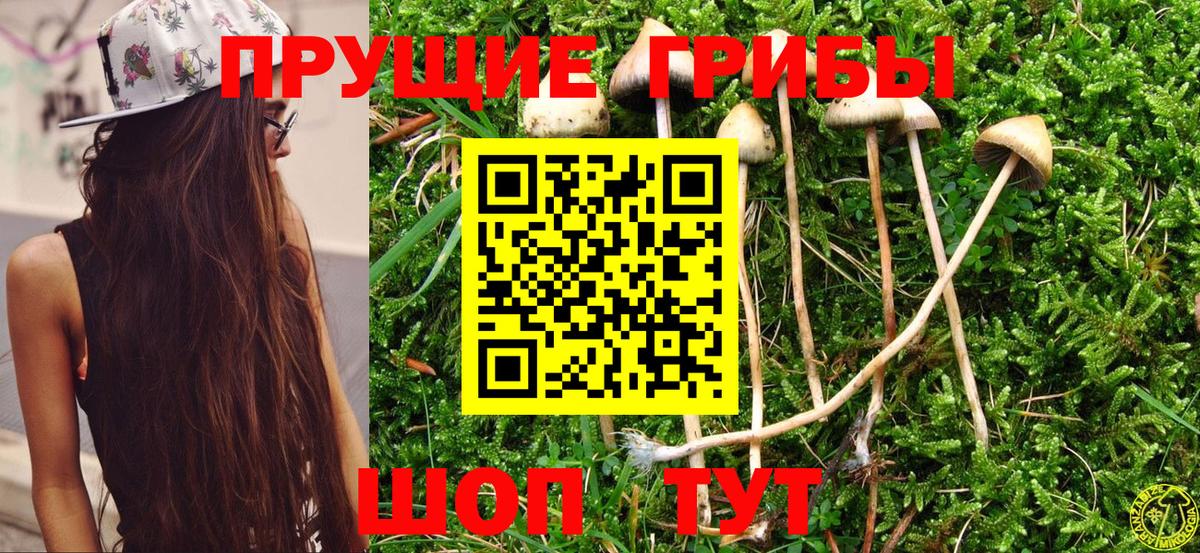 Галлюциногенные грибы Psilocybine cubensis Астрахань